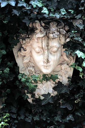 face in ivy