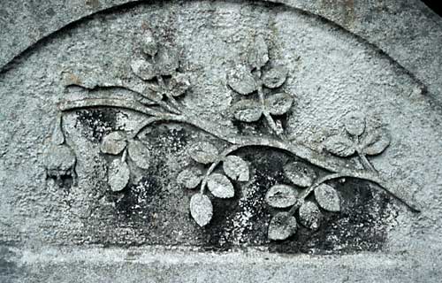 severed flower