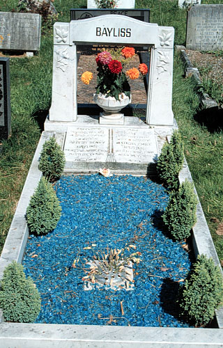 blue glass & conifers