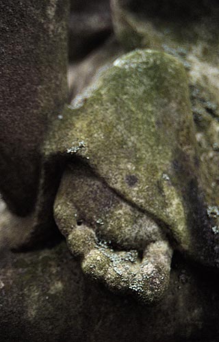 foot with lichen