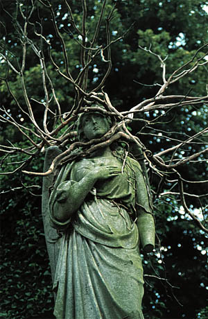 angel, within tree
